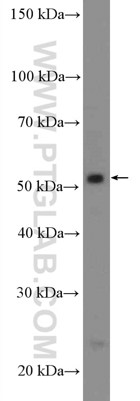 Western Blot (WB) analysis of SH-SY5Y cells using PKNOX1 Polyclonal antibody (10614-1-AP)