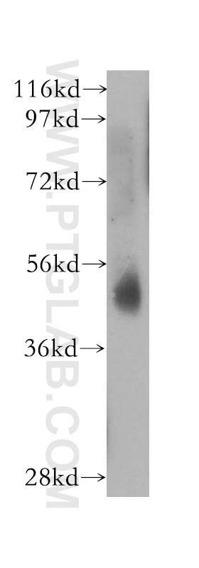 Western Blot (WB) analysis of HepG2 cells using PKNOX1 Polyclonal antibody (10614-1-AP)