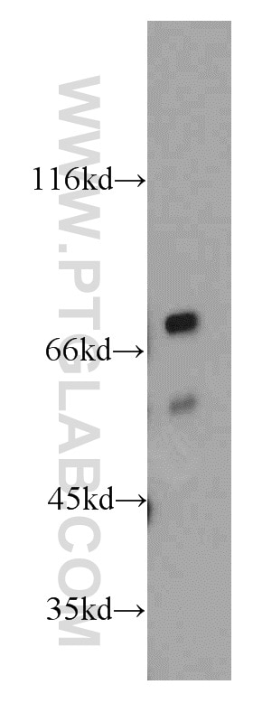 Western Blot (WB) analysis of RAW264.7 using PKNOX2 Polyclonal antibody (20352-1-AP)