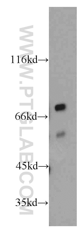 WB analysis of RAW264.7 using 20352-1-AP