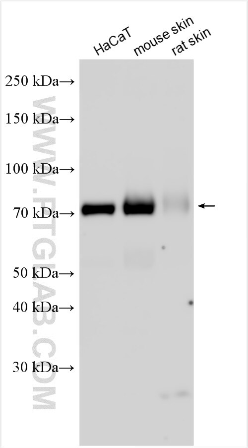 WB analysis using 22632-1-AP