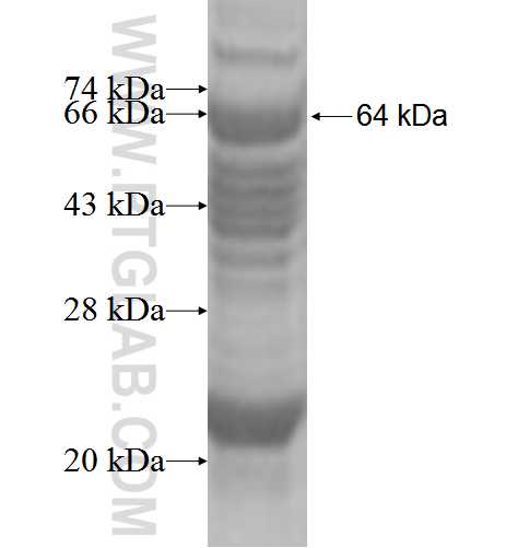PKP4 fusion protein Ag5113 SDS-PAGE