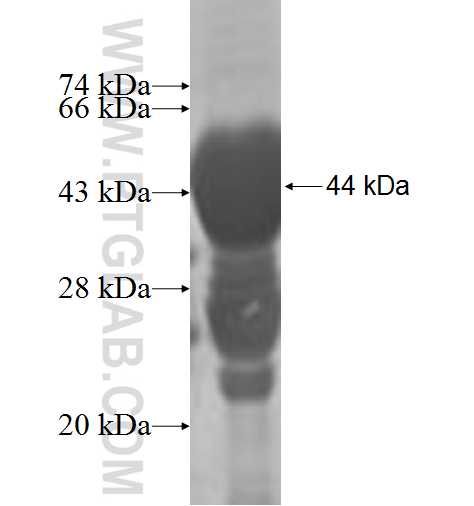PKP4 fusion protein Ag5796 SDS-PAGE