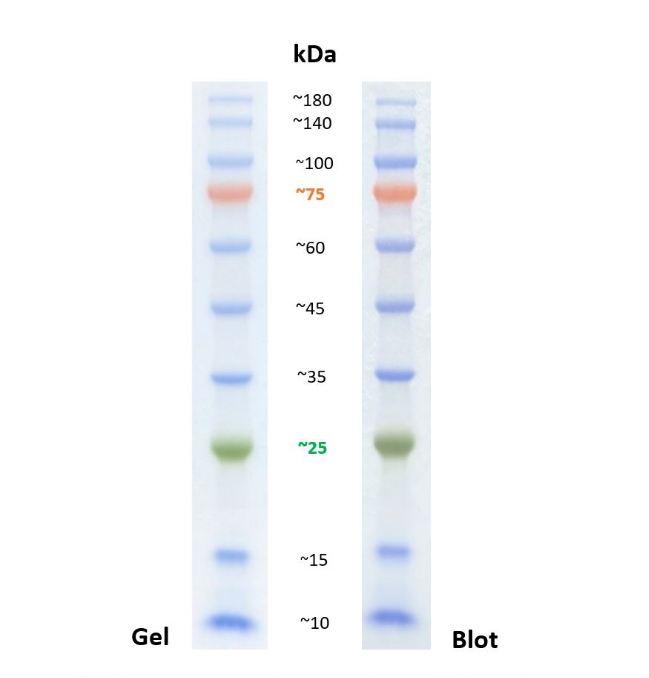 Prestained protein marker PL00001