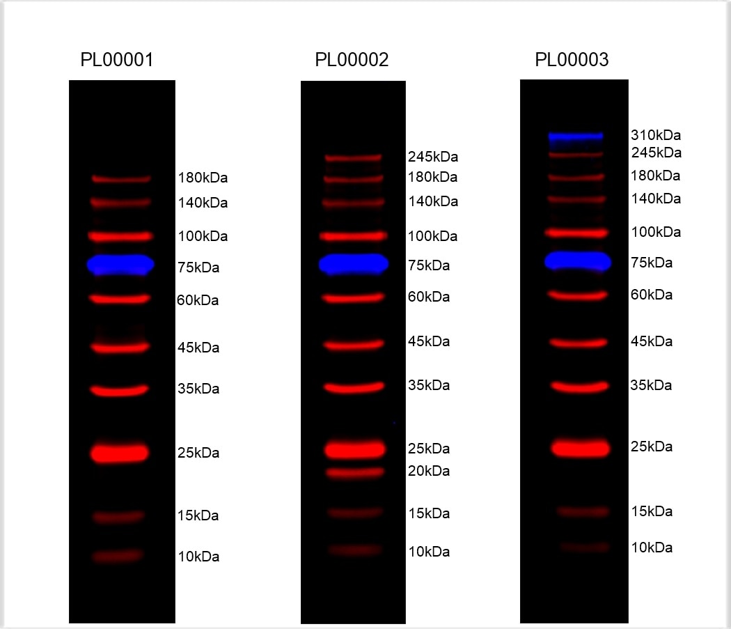 2 ul protein ladders were loaded in the gel with concentration 8%-18%. After Electrophoresis, the proteins on the gel were transformed into the PVDF membrane. This image was taken by the Rio-Rad (ChemiDoc MP Imaging System) in the 550 nm (for Blue band) and 680 nm (for Red band) range.