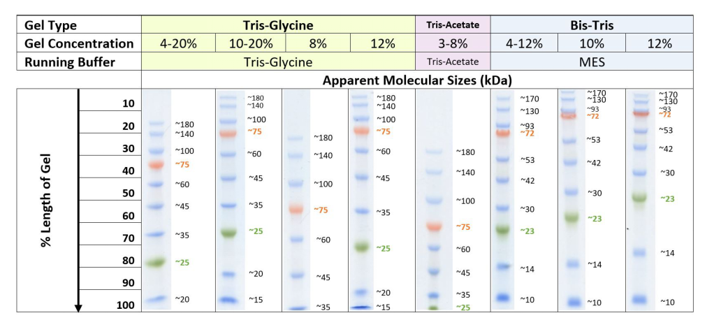 Note on apparent molecular weights: Depending upon the gel type used, the coupling of a charged dye molecule to a protein marker alters the overall charge of the protein and thus its mobility in a gel. This results in differences in observed molecular weight of the protein markers between different gel types as shown in Figure 2.