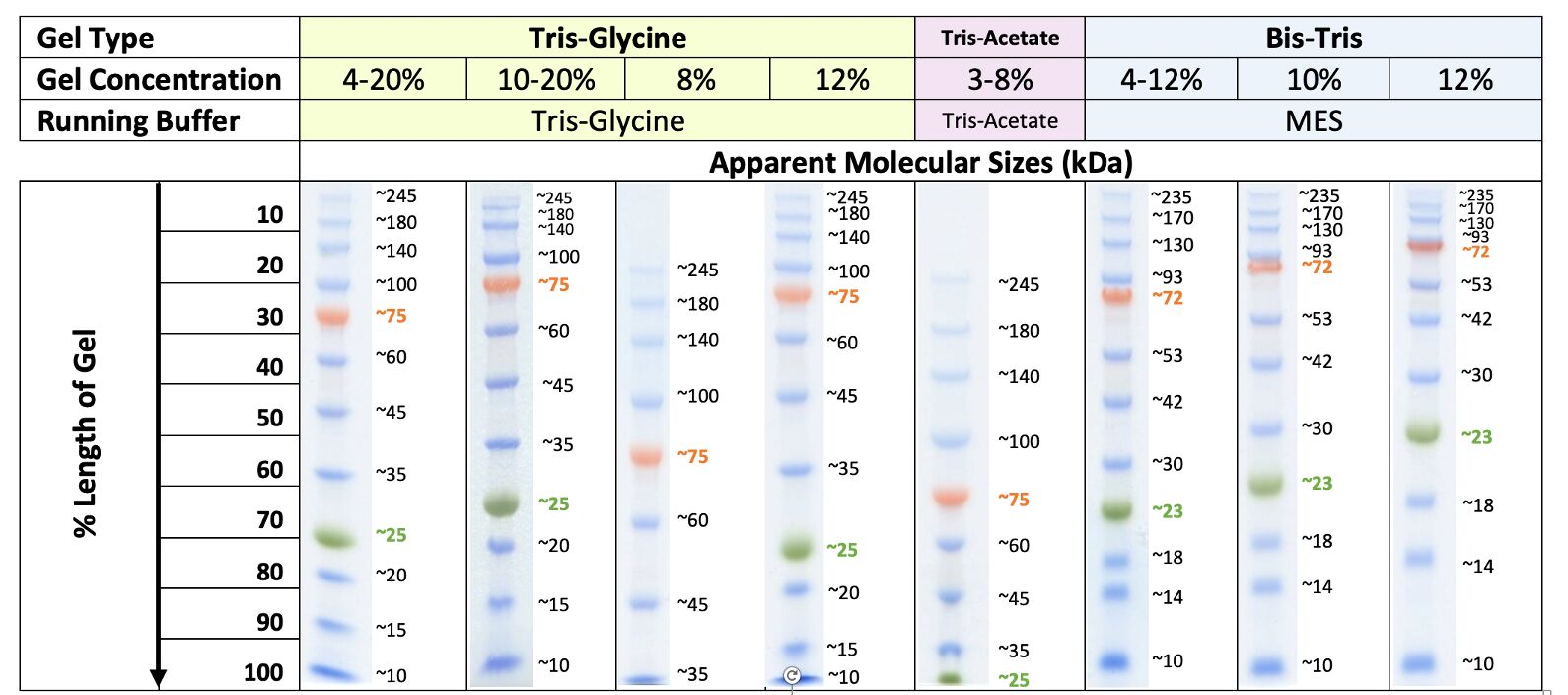 <strong>Migration patterns of Broad Range Prestained Protein Ladder in different electrophoretic conditions</strong><br>The apparent molecular weight of each protein (kDa) has been determined by calibration of each protein against an unstained protein ladder in specific electrophoresis conditions. Migration patterns were determined using commercial precast mini gels.