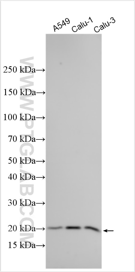 Western Blot (WB) analysis of various lysates using PLA2G10 Polyclonal antibody (19502-1-AP)