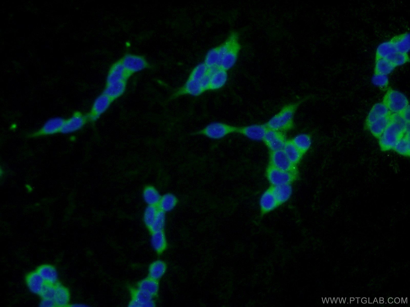 Immunofluorescence (IF) / fluorescent staining of HEK-293 cells using PLA2G12A Polyclonal antibody (16009-1-AP)