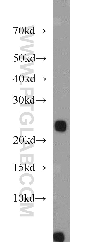 Western Blot (WB) analysis of mouse skeletal muscle tissue using PLA2G12A Polyclonal antibody (16009-1-AP)
