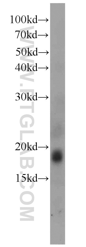 Western Blot (WB) analysis of mouse kidney tissue using PLA2G12A Polyclonal antibody (16009-1-AP)