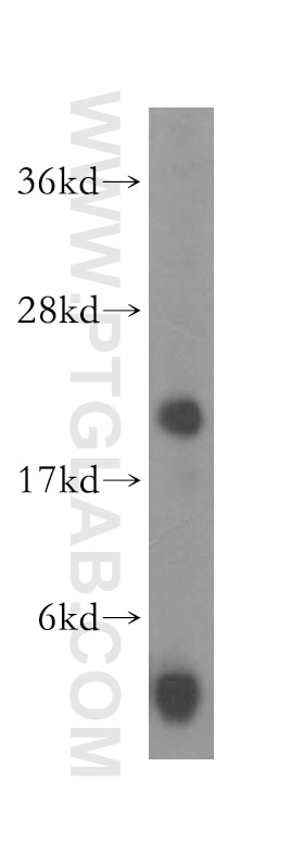 Western Blot (WB) analysis of mouse skeletal muscle tissue using PLA2G12A Polyclonal antibody (16009-1-AP)