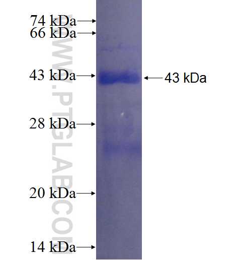 PLA2G12A fusion protein Ag8722 SDS-PAGE