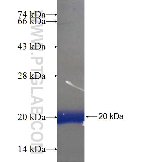 PLA2G12A fusion protein Ag8890 SDS-PAGE