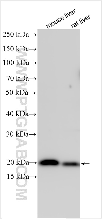 Western Blot (WB) analysis of various lysates using PLA2G12B Polyclonal antibody (25799-1-AP)