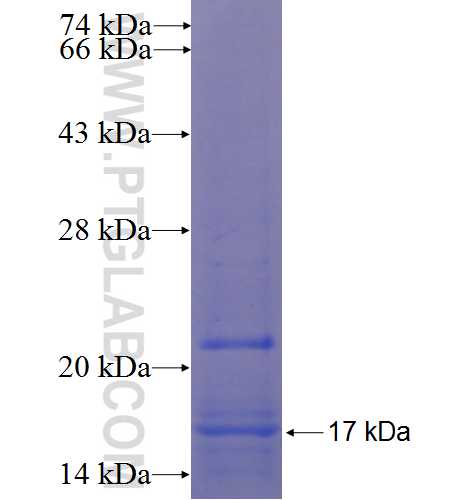 PLA2G12B fusion protein Ag22877 SDS-PAGE