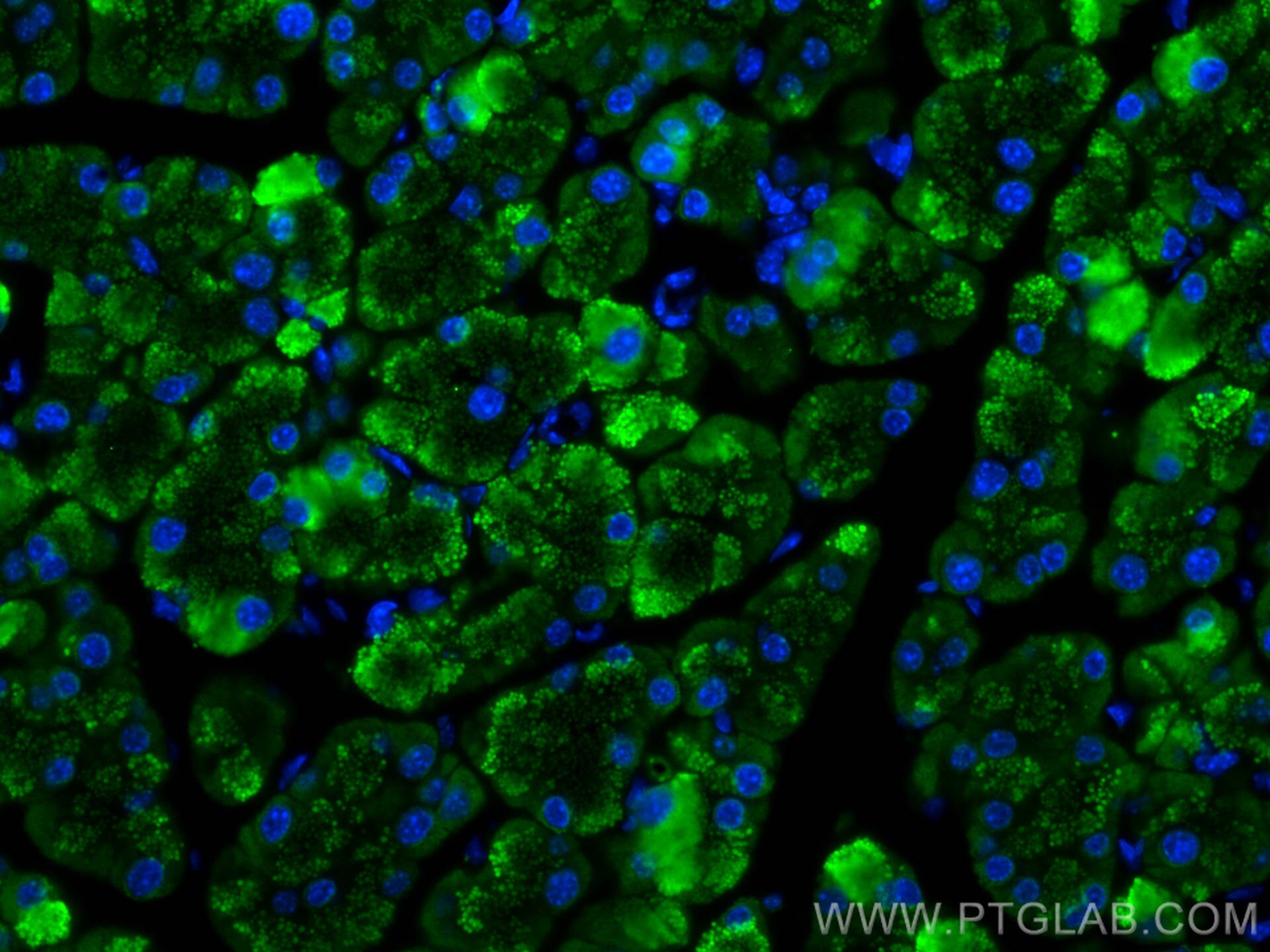 Immunofluorescence (IF) / fluorescent staining of mouse pancreas tissue using PLA2G1B Polyclonal antibody (15843-1-AP)