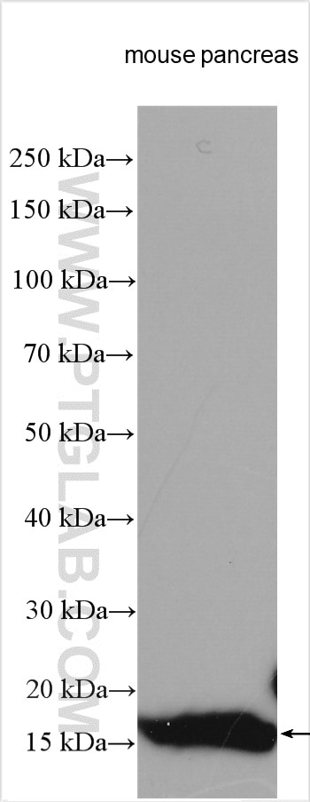 Western Blot (WB) analysis of various lysates using PLA2G1B Polyclonal antibody (15843-1-AP)