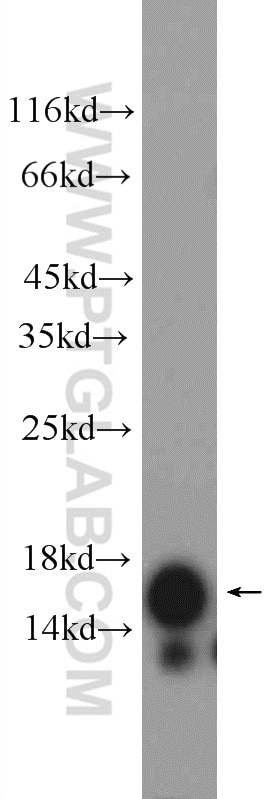 Western Blot (WB) analysis of mouse spleen tissue using PLA2G1B Polyclonal antibody (15843-1-AP)