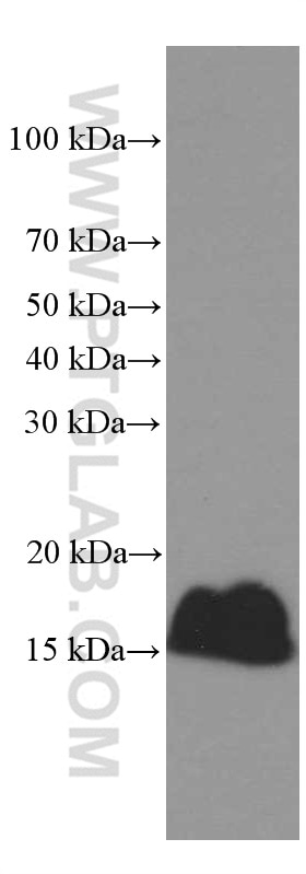 Western Blot (WB) analysis of pig pancreas tissue using PLA2G1B Monoclonal antibody (66397-1-Ig)