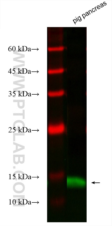 Western Blot (WB) analysis of various lysates using CoraLite® Plus 488-conjugated PLA2G1B Monoclonal a (CL488-66397)