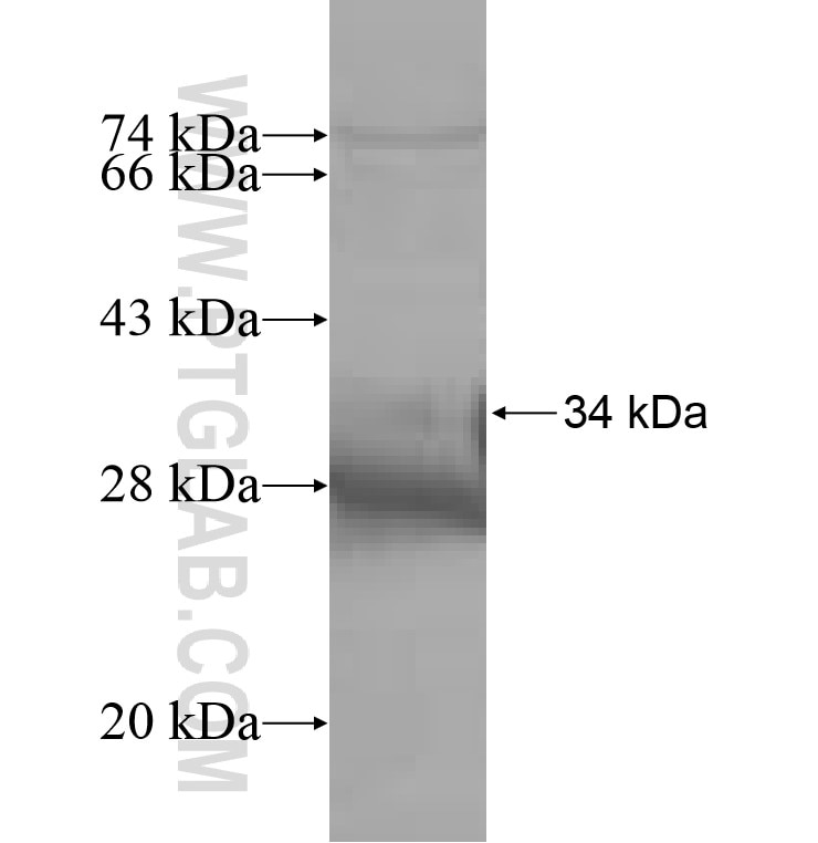 PLA2G1B fusion protein Ag8603 SDS-PAGE