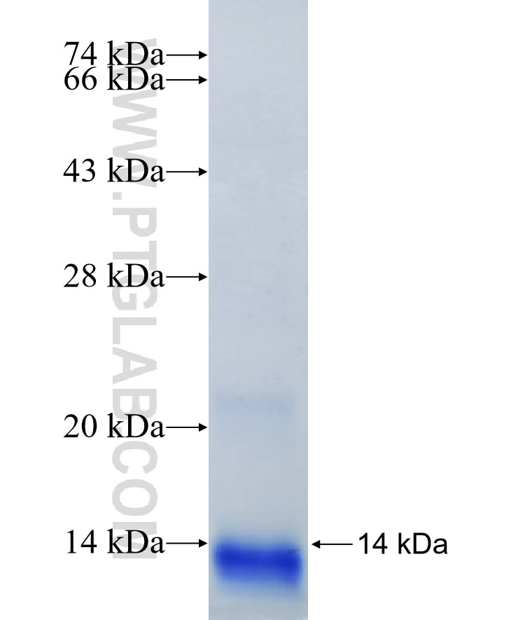 PLA2G1B fusion protein Ag8812 SDS-PAGE