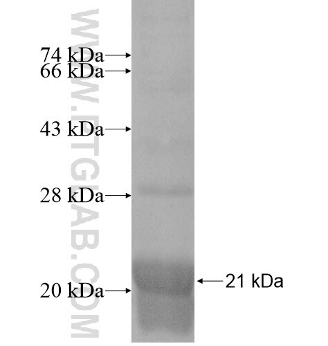PLA2G2D fusion protein Ag11099 SDS-PAGE