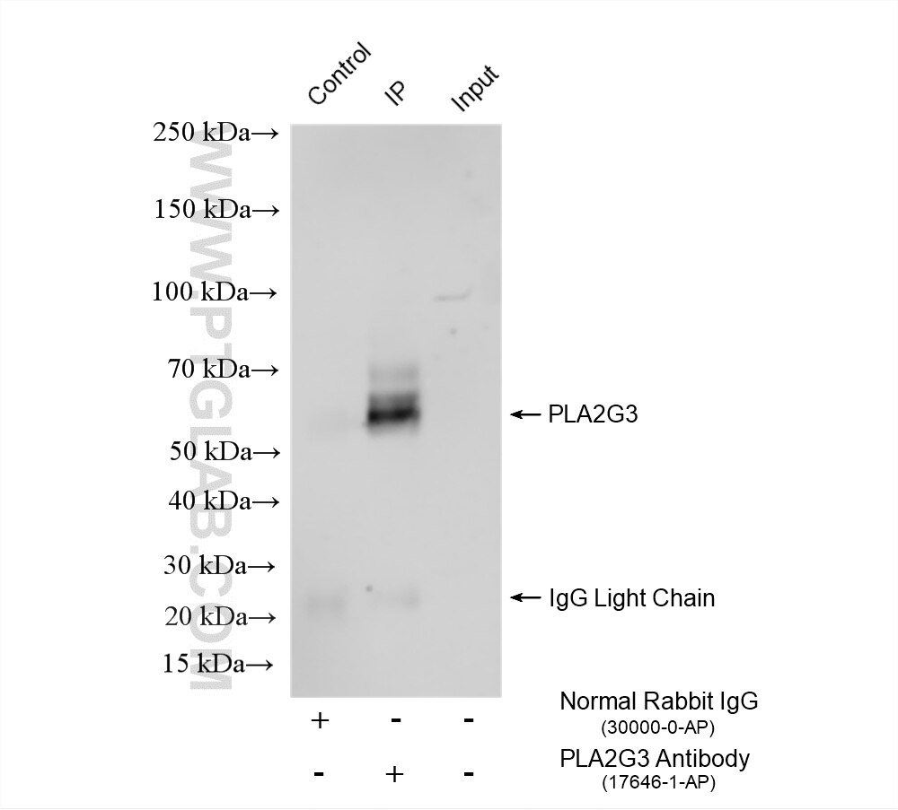 Immunoprecipitation (IP) experiment of human milk using PLA2G3 Polyclonal antibody (17646-1-AP)