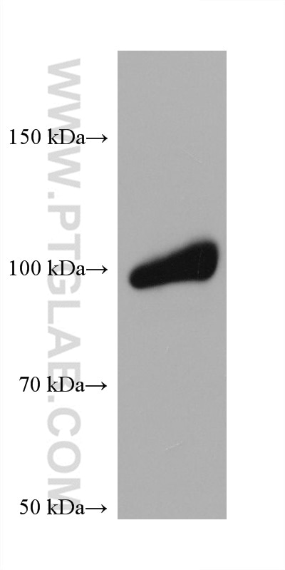 Western Blot (WB) analysis of NIH/3T3 cells using PLA2G4A Monoclonal antibody (68133-1-Ig)