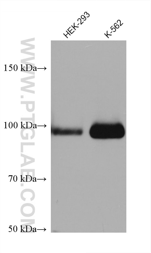 Western Blot (WB) analysis of various lysates using PLA2G4A Monoclonal antibody (68133-1-Ig)