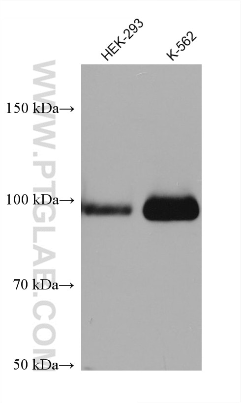 WB analysis using 68133-1-Ig