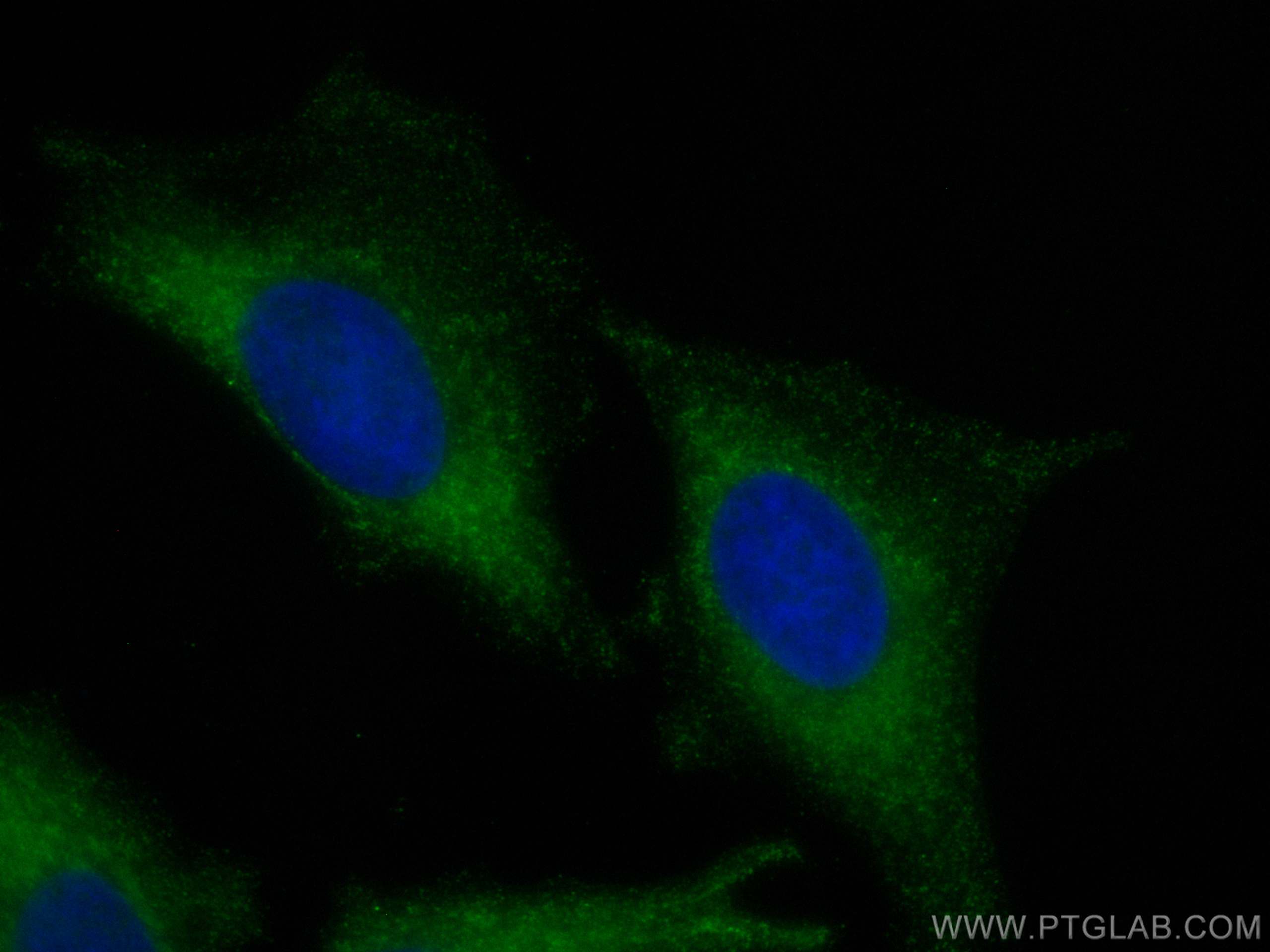 IF Staining of HeLa using CL488-68133