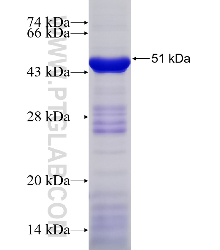 PLA2G4A fusion protein Ag32674 SDS-PAGE