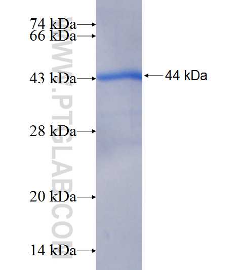 PLA2G4C fusion protein Ag6697 SDS-PAGE