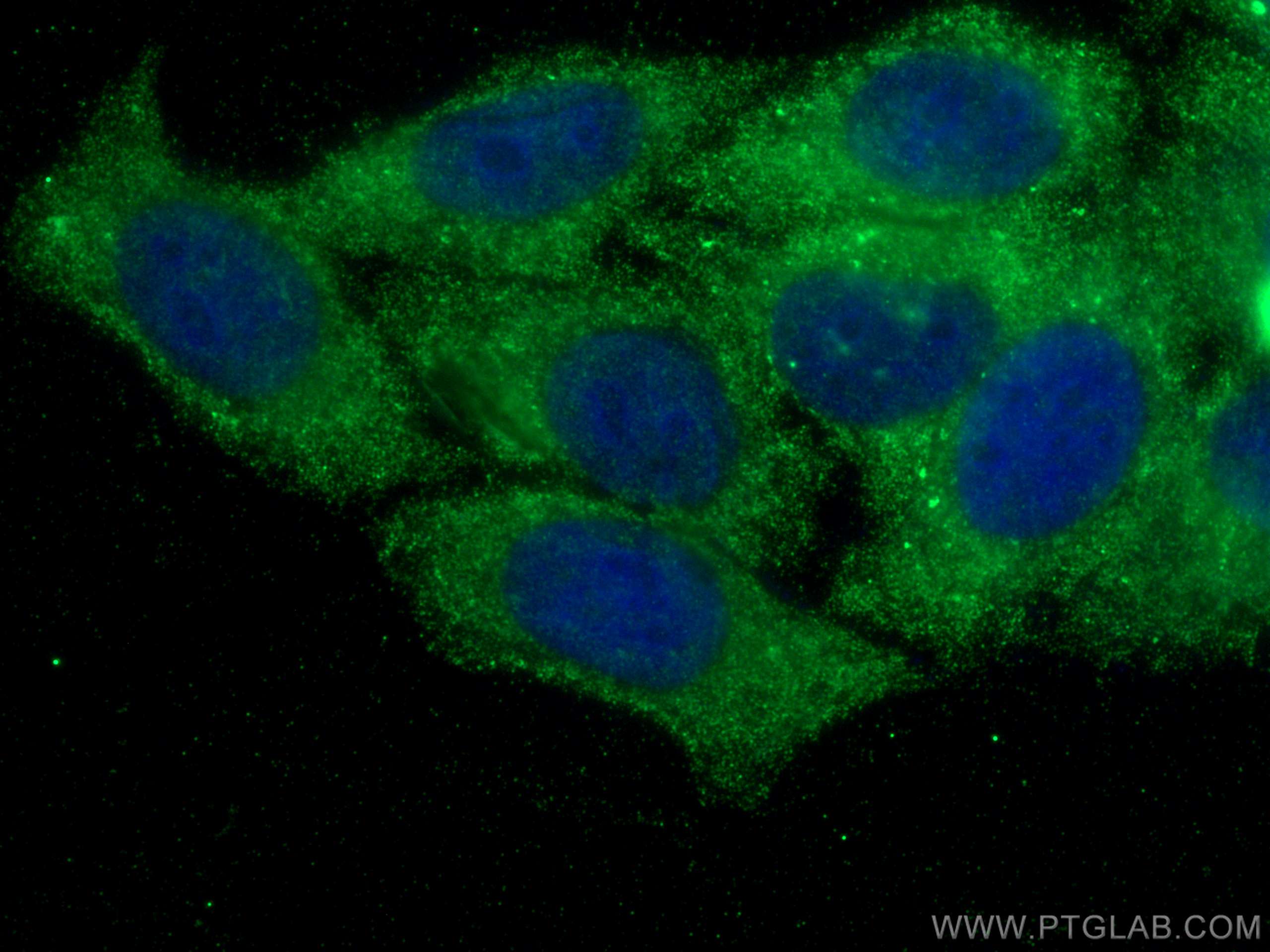 Immunofluorescence (IF) / fluorescent staining of HepG2 cells using PLA2G4D Monoclonal antibody (66752-1-Ig)