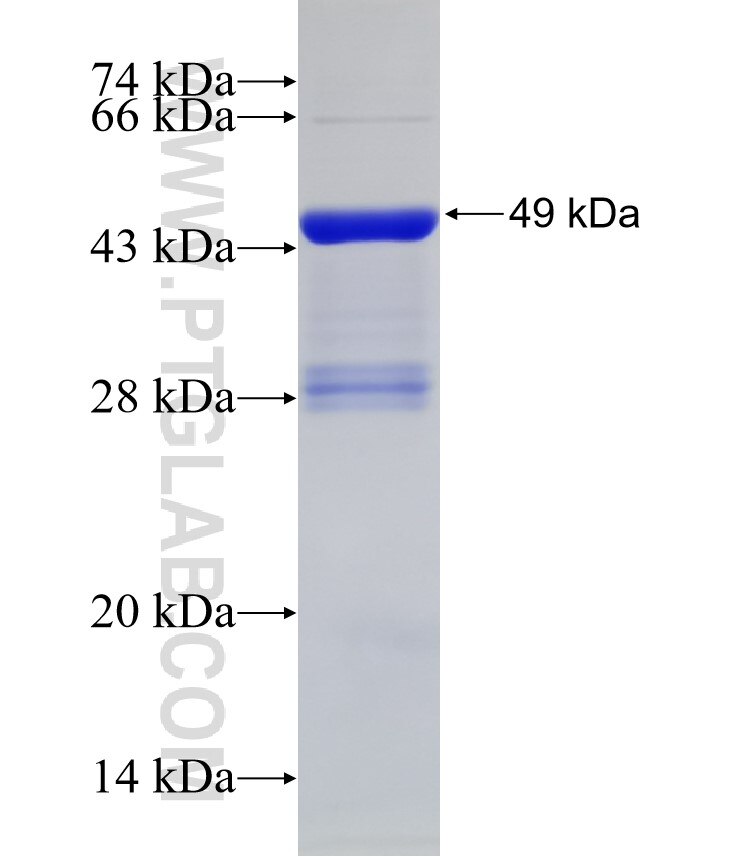 PLA2G4E fusion protein Ag32314 SDS-PAGE