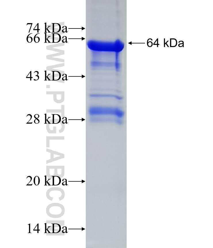 PLA2G4E fusion protein Ag12808 SDS-PAGE