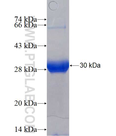 PLA2G4F fusion protein Ag15778 SDS-PAGE