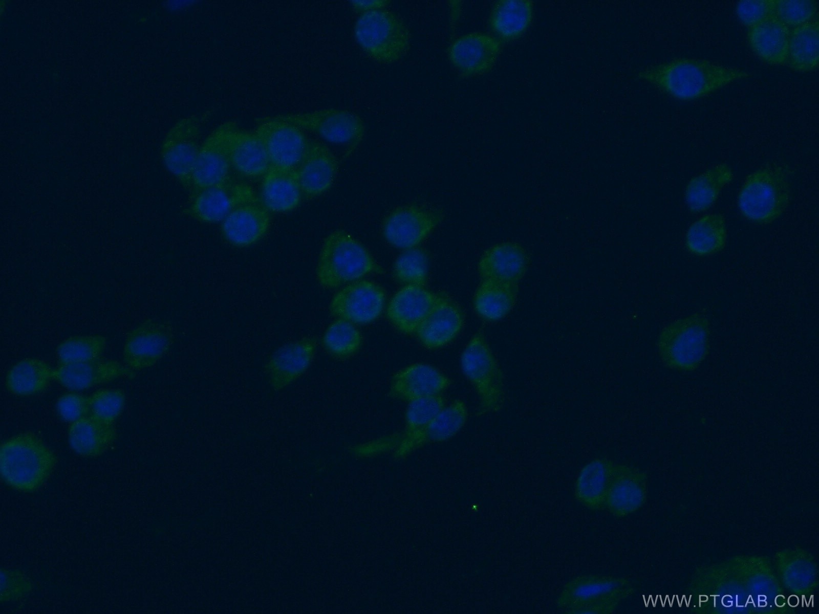 Immunofluorescence (IF) / fluorescent staining of RAW 264.7 cells using PAFAH Polyclonal antibody (15526-1-AP)