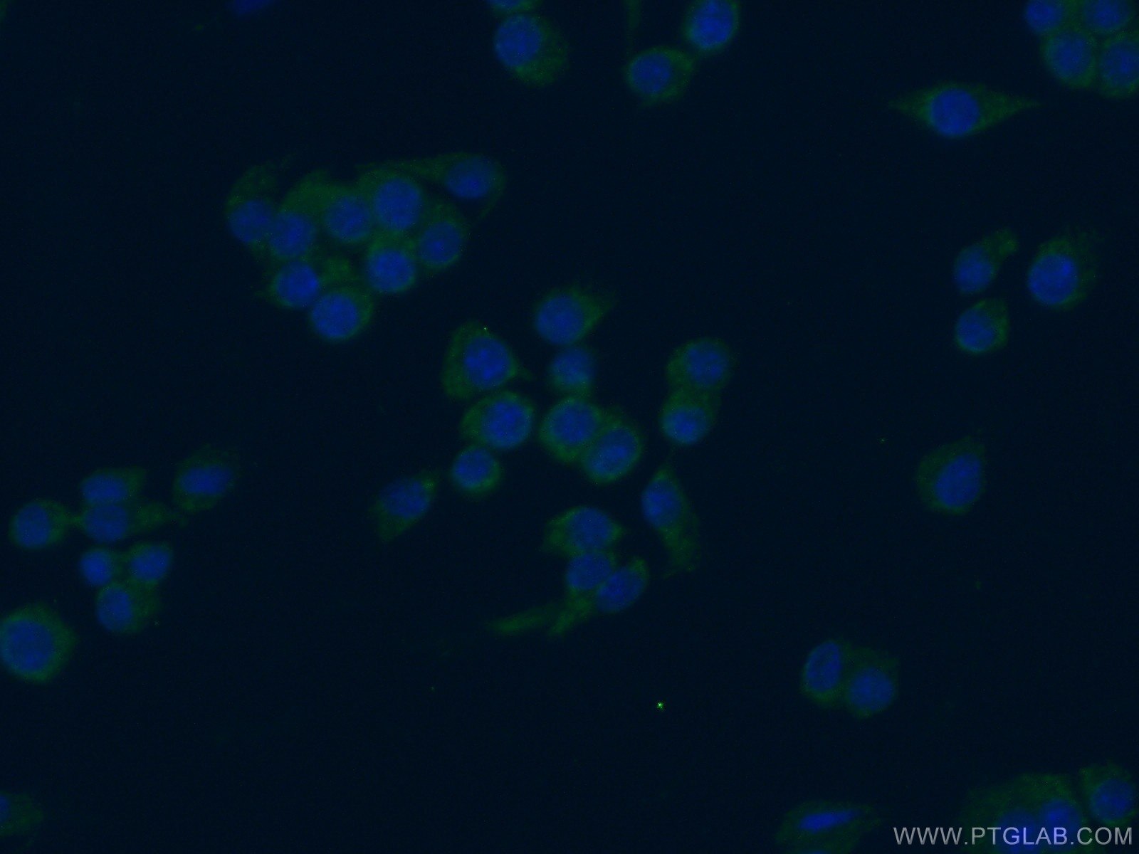 IF Staining of RAW 264.7 using 15526-1-AP