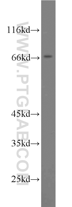 Western Blot (WB) analysis of mouse spleen tissue using PAFAH Polyclonal antibody (15526-1-AP)