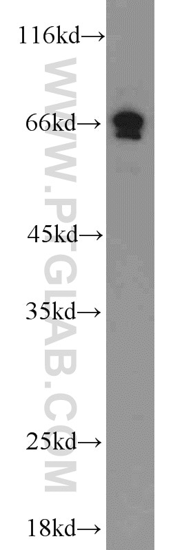 Western Blot (WB) analysis of RAW264.7 using PAFAH Polyclonal antibody (15526-1-AP)