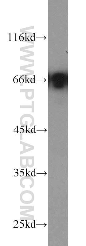 Western Blot (WB) analysis of RAW264.7 using PAFAH Polyclonal antibody (15526-1-AP)