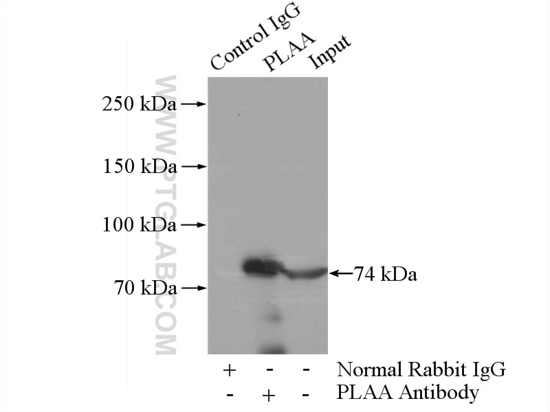 Immunoprecipitation (IP) experiment of K-562 cells using PLAA Polyclonal antibody (12529-1-AP)