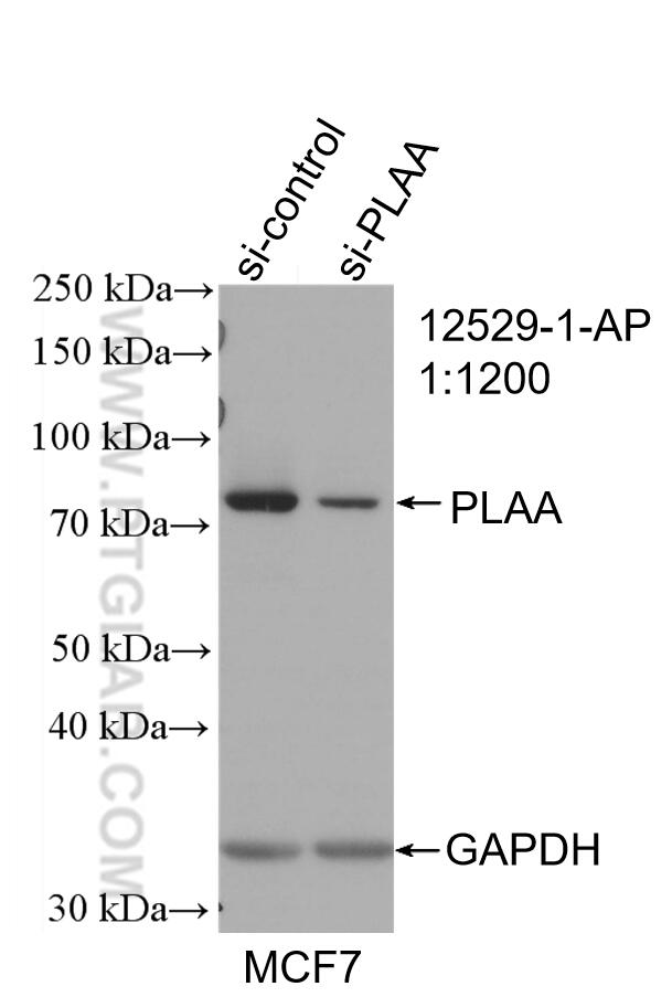 Western Blot (WB) analysis of MCF-7 cells using PLAA Polyclonal antibody (12529-1-AP)