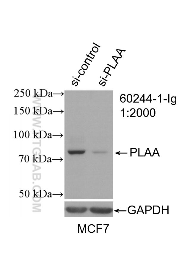 Western Blot (WB) analysis of MCF-7 cells using PLAA Monoclonal antibody (60244-1-Ig)