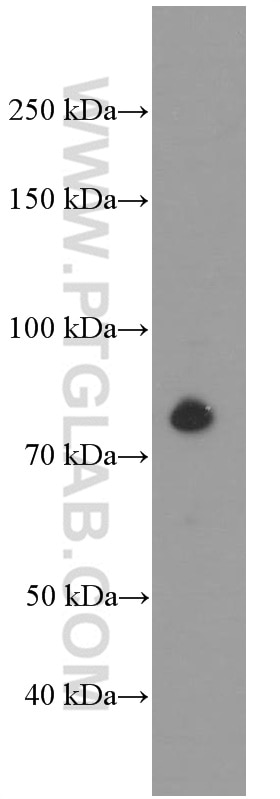 Western Blot (WB) analysis of K-562 cells using PLAA Monoclonal antibody (60244-1-Ig)