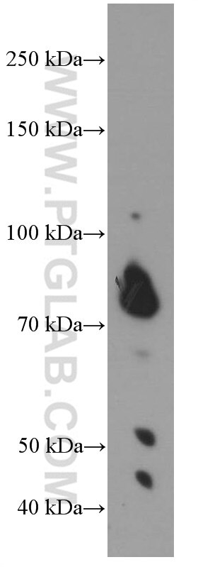 Western Blot (WB) analysis of MCF-7 cells using PLAA Monoclonal antibody (60244-1-Ig)