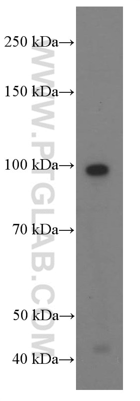 Western Blot (WB) analysis of ROS1728 cells using PLAA Monoclonal antibody (60244-1-Ig)